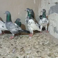 کبوتر پاکستانی تیدی|پرنده|رضوانشهر, |دیوار