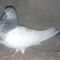 کله ای و پرشی نابلد