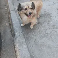 اشپیتز قهویی با ادب|سگ|اهواز, زندوکیلی|دیوار