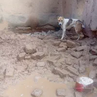 سگ نر|سگ|فیروزه, |دیوار