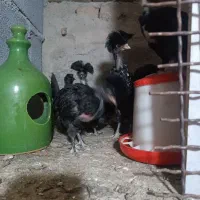 جوجه گلین و پولند