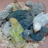 جوجه برزیلی|پرنده|مشکین‌دشت, |دیوار