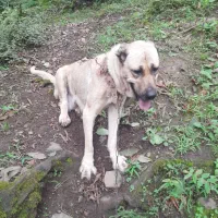 ماده سرابی اصیل|سگ|رحیمآباد, |دیوار