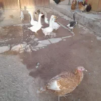 غاز و اردک
