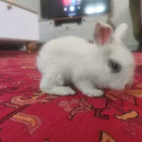 خرگوش یک ماهه چشم آبی