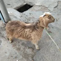 فروش بزغاله ماده در شوش|حیوانات مزرعه|شوش, |دیوار