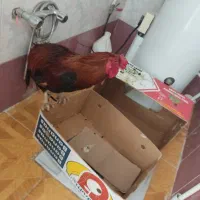 خروس