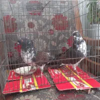 کفتر وکبوتر