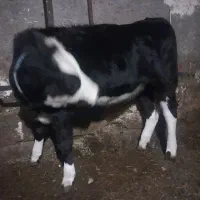 گوساله سیمنتال ماده چاق چاق|حیوانات مزرعه|ورزقان, |دیوار