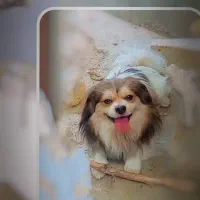 سگ پاکوتاه پیکینیز اصل ماده شکم پور