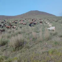 میش
