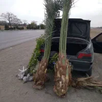 فروش نخل