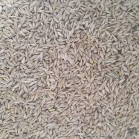 جو تمیز چاق محلی
