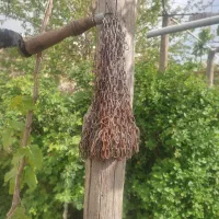 زنجیر عزاداری
