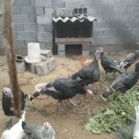 بوقلمون و خروس سفید و چاپنیز