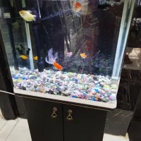 آکواریوم کمدی در حد نو سالم|ماهی|زابل, |دیوار