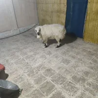 کشتار گوسفند نرینه