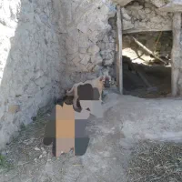 ۱ عدد توله سراب ماده خالص