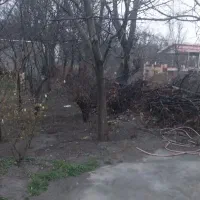 نهال گردو دو ساله سه ساله چهار ساله و هشت ساله