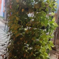 پتوس با استند