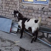 بزغاله پاکستانی