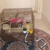 ۳عددفنج ب همراه قفس ۱میلیون تخفیف پای معامله