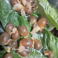 فروش حلزون البینو زیر قیمت بازار|خزنده|شیراز, دکتر حسابی|دیوار