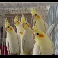 طوطی عروس نژاد دار کشیده سخن گو