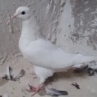 جوجه سینه|پرنده|مشهد, پایگاه شکاری|دیوار