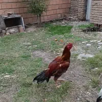 لاری شجره دار