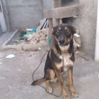 سک ژرمن نژاد شپرد اصیل