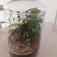 جنگل مینیمال شیشه ای|گل و گیاه طبیعی|پاکدشت, شهرک انقلاب|دیوار