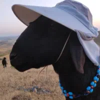 نیازمند چوپان