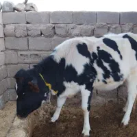 تلیسه هلشتاین