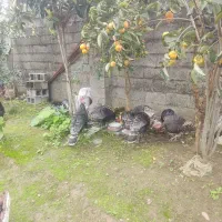 فروش بوقلمون|حیوانات مزرعه|ضیابر, |دیوار