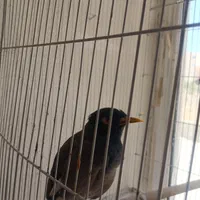 مرغ مینا وراج روانی کننده|پرنده|شیراز, شهرک بزین|دیوار