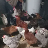 مرغ تخمگذار