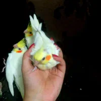 ۸عددجوجه سرلاکی ودون خوربزرگ شده با بهترین شرایط|پرنده|آمل, |دیوار