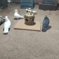 پرنده