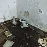 سه عدد غاز|حیوانات مزرعه|آبادان, |دیوار