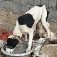 توله سگ ماده میکس عراقی با مادر