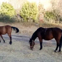 مادیان و کره مادیان