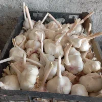 سیر مصرفی وبذری