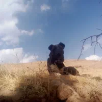 سگ گله|سگ|داران, |دیوار
