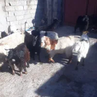 بزغاله|حیوانات مزرعه|هیر, |دیوار