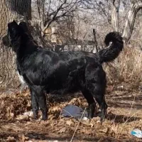 ماده سرابی ۲۰ماهه به شرط