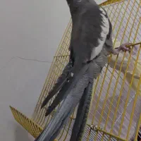 جوجه عروس هلندی بازیگوش|پرنده|دهلران, |دیوار