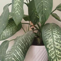 گلدون|صنایع دستی و سایر لوازم تزئینی|یزد, |دیوار