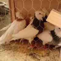 طوقی|پرنده|رباطکریم, رباطکریم|دیوار