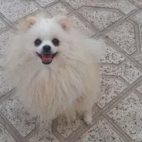 پامر عروسکی مینی خالص دختر